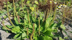 پخش عمده تخم بارهنگ