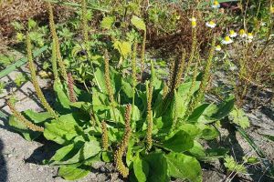 پخش عمده تخم بارهنگ