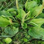 خرید عمده تخم بارهنگ