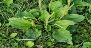 خرید عمده تخم بارهنگ