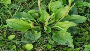 خرید عمده تخم بارهنگ