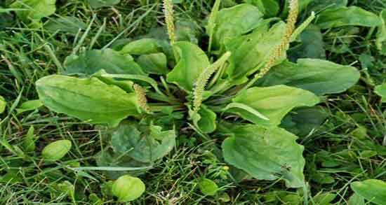 خرید عمده تخم بارهنگ