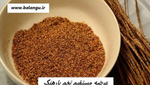 عرضه مستقیم تخم بارهنگ