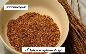 عرضه مستقیم تخم بارهنگ