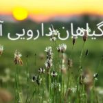 قیمت روز تخم بارهنگ عمده