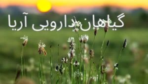 قیمت روز تخم بارهنگ عمده