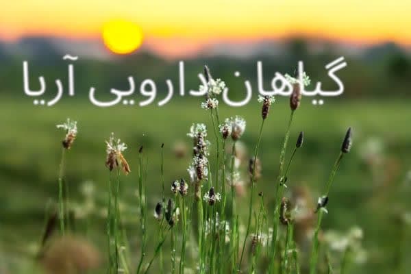 قیمت روز تخم بارهنگ عمده