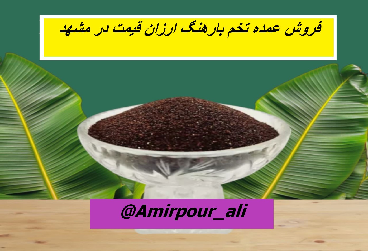 فروش تخم بارهنگ