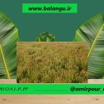 خرید تخم بارهنگ