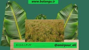 خرید تخم بارهنگ