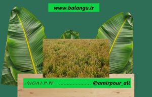 خرید تخم بارهنگ