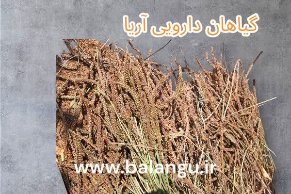 تخم بارهنگ عمده