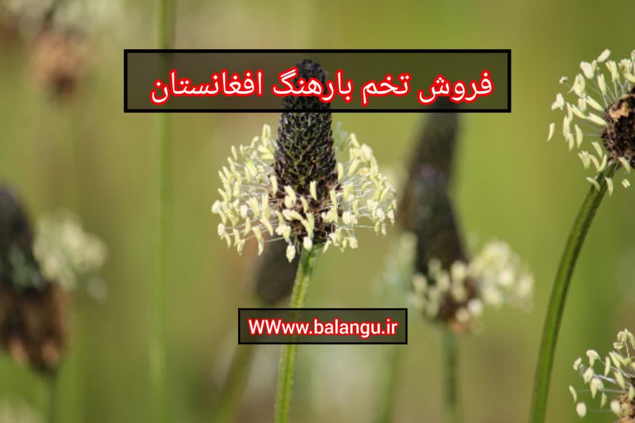 بارهنگ تازه