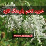 خرید تخم بارهنگ تازه