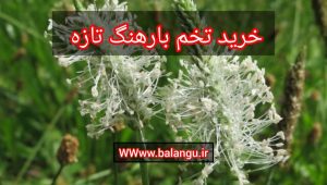 خرید تخم بارهنگ تازه