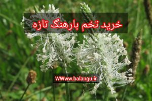 خرید تخم بارهنگ تازه