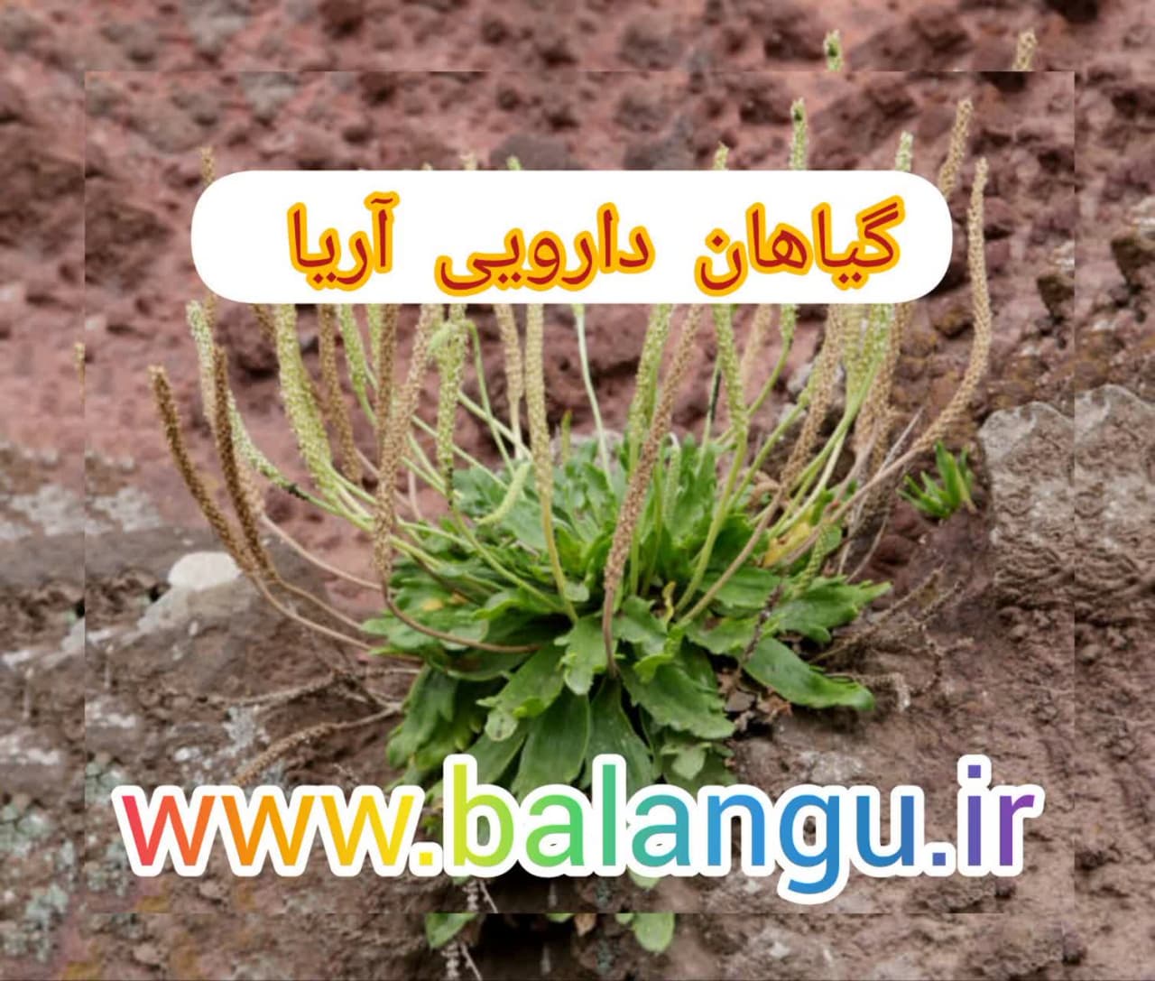 خرید تخم بارهنگ