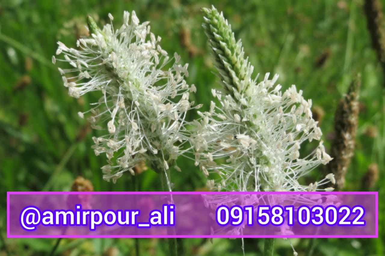 تخم بارهنگ اعلا