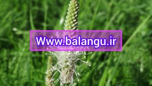 خرید عمده تخم بارهنگ