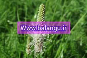 خرید عمده تخم بارهنگ