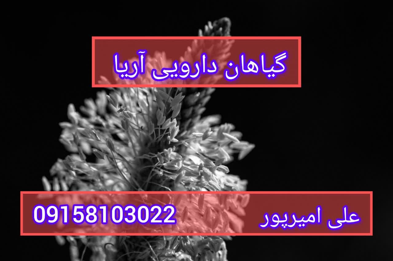 تخم بارهنگ تازه