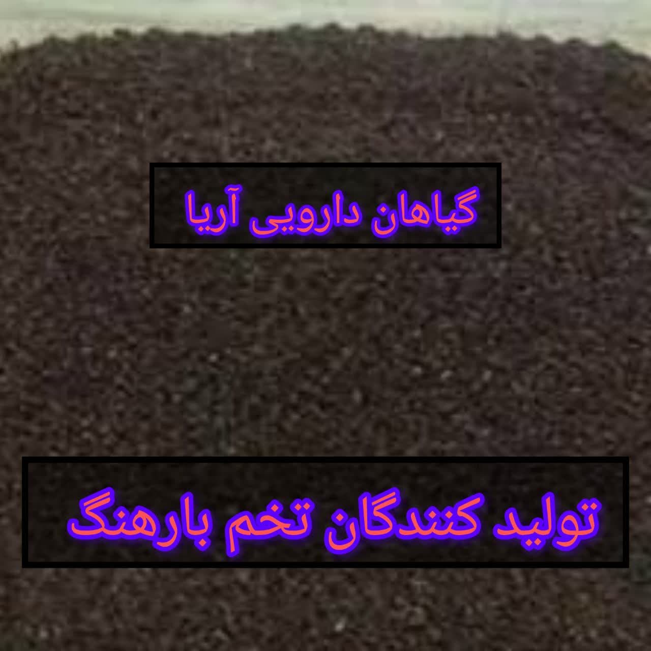 تخم بارهنگ عمده برای صادرات