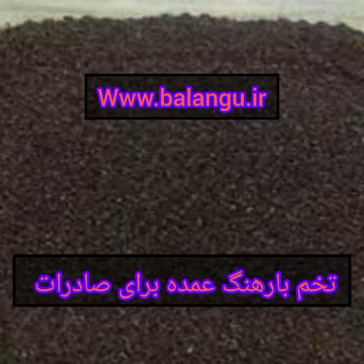 تخم بارهنگ عمده برای صادرات