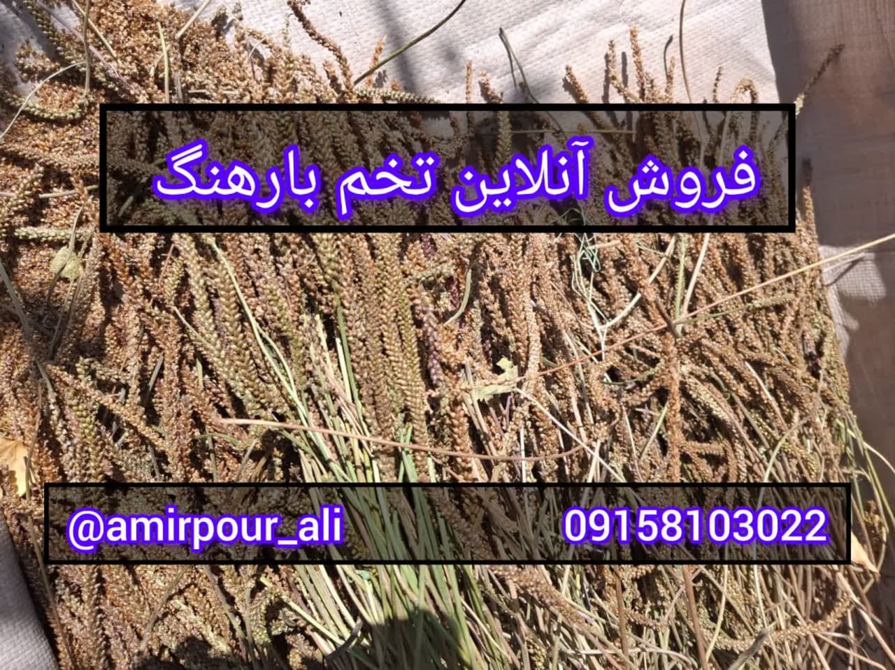 بهترین تخم بارهنگ