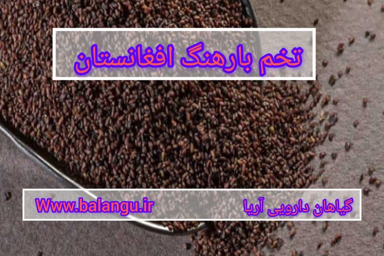 تخم بارهنگ افغانستان