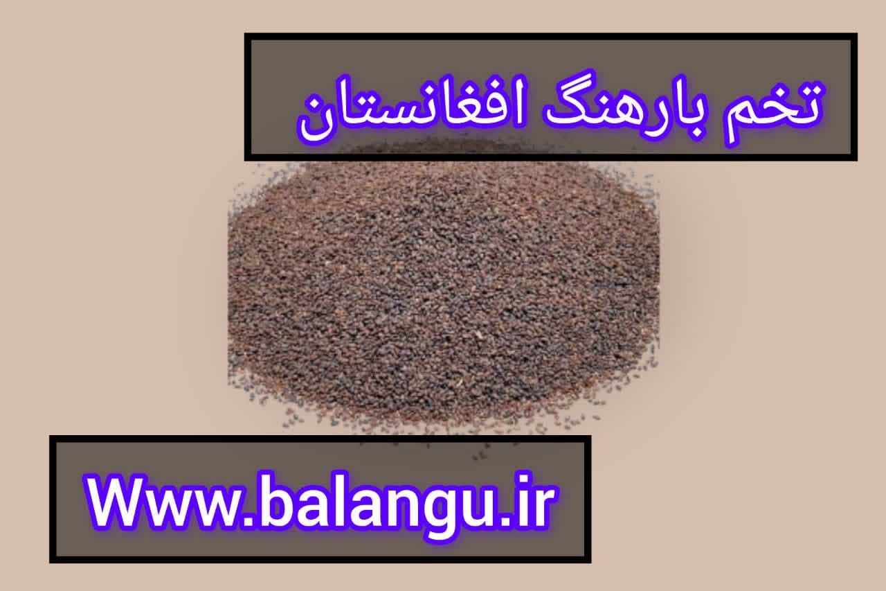 فروش بارهنگ افغانستان