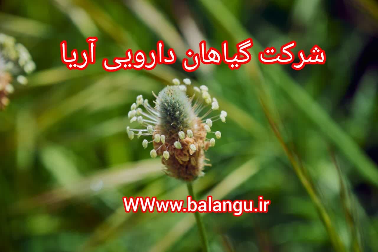 خرید تخم بارهنگ تازه