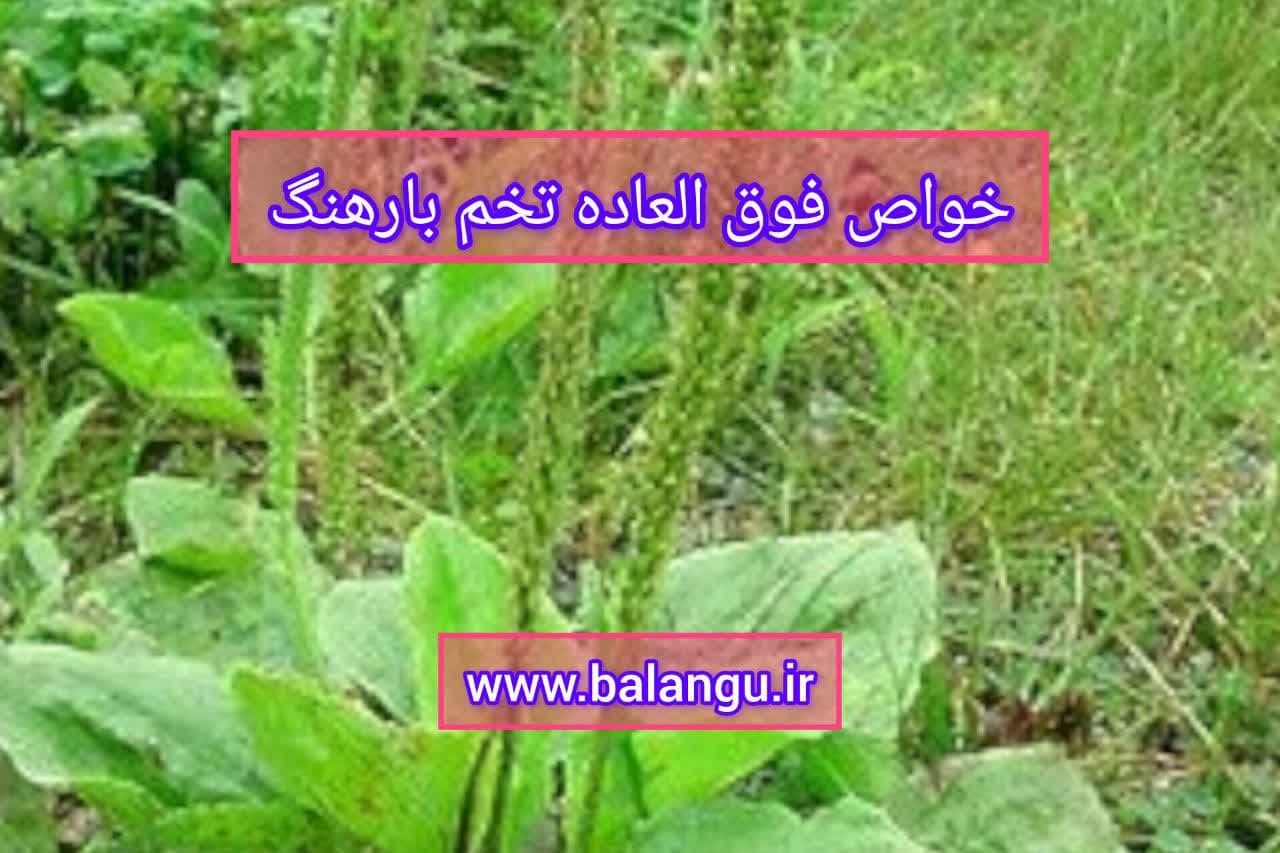 خواص تخم بارهنگ