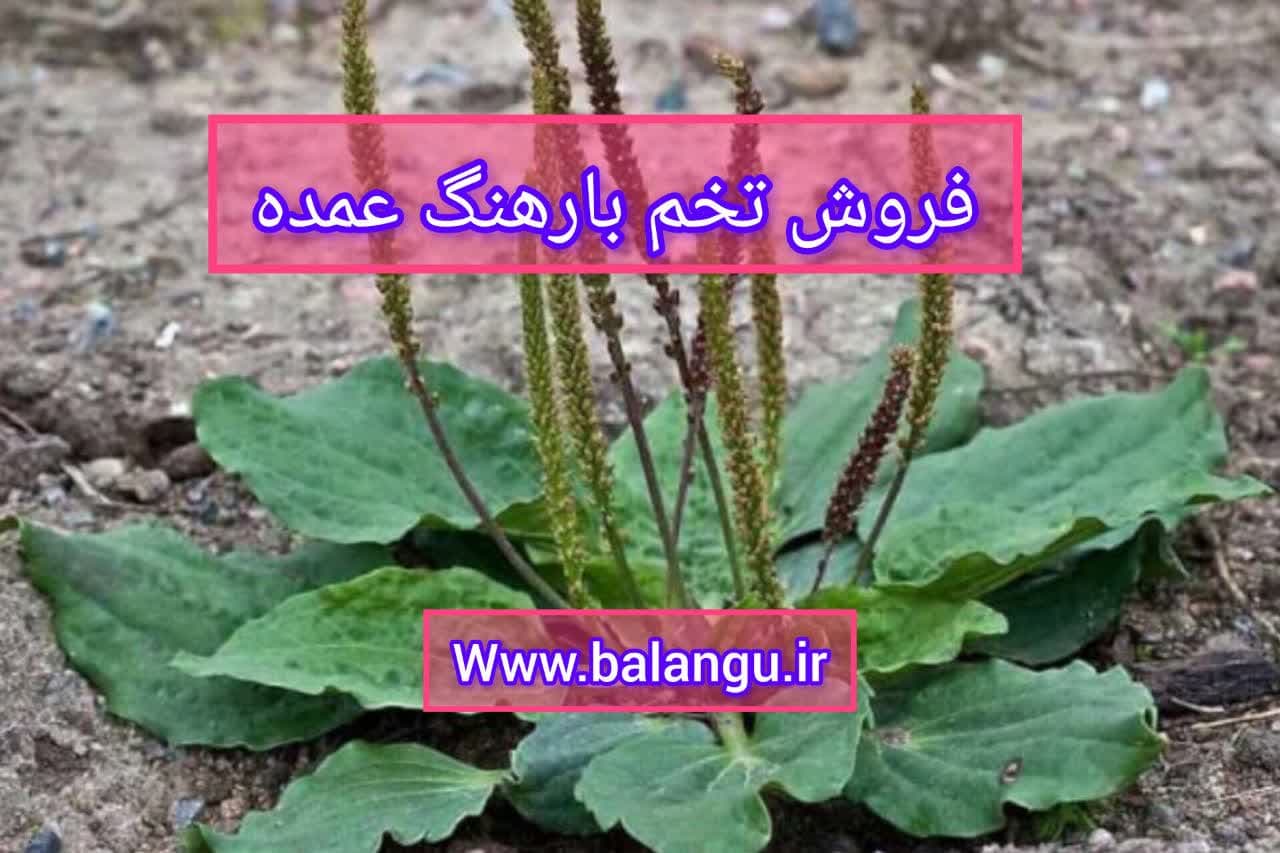 بارهنگ عمده