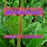 فروش تخم بارهنگ ارزان