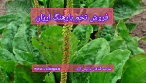 فروش تخم بارهنگ ارزان