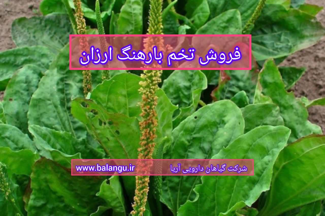 فروش تخم بارهنگ ارزان