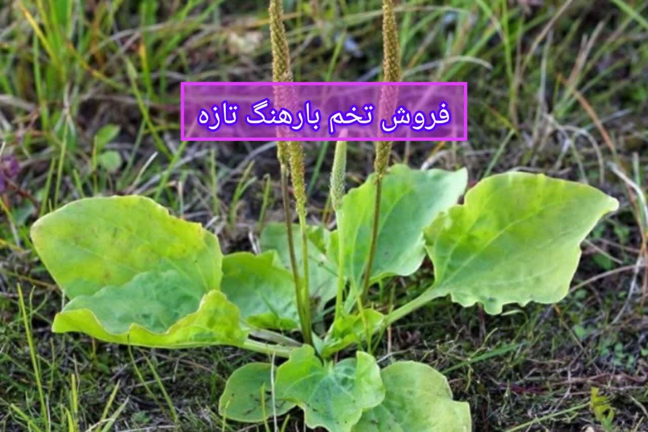 فروش تخم بارهنگ