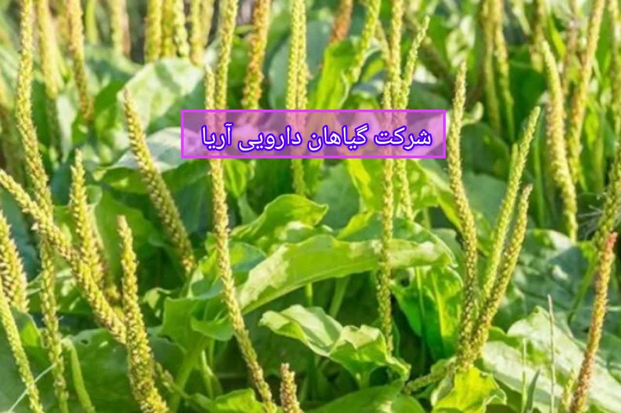 بارهنگ اعلا