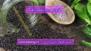 فروش ویژه تخم بارهنگ