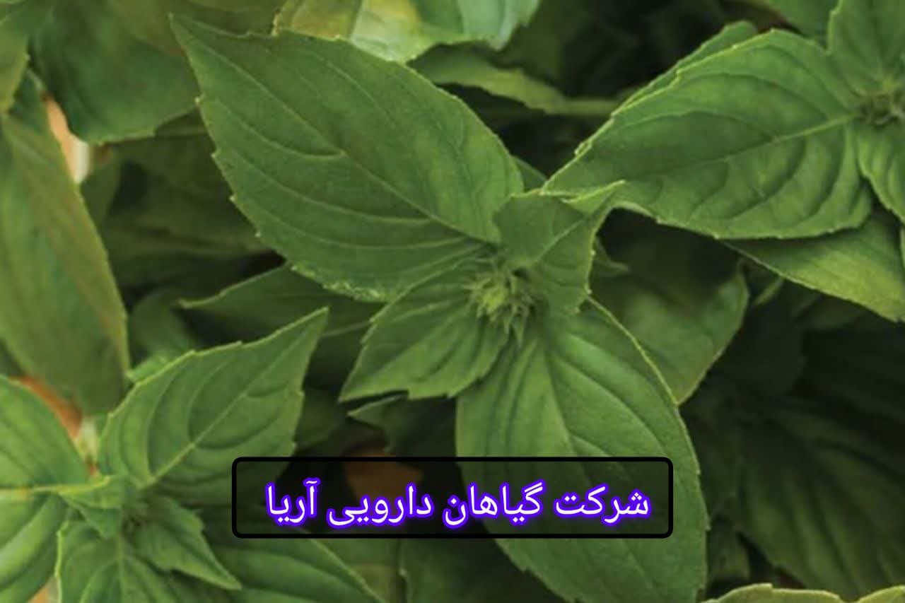 قیمت تخم ریحان سبز