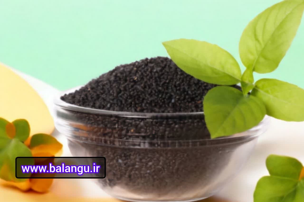 صادرات تخم ریحان درجه یک