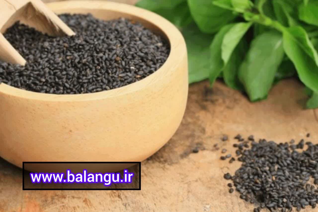 صادرات عمده تخم ریحان