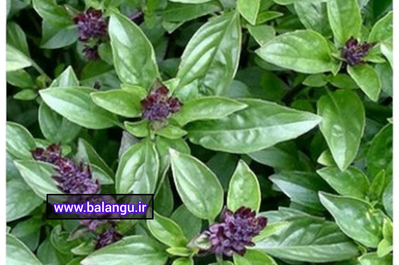 برگ ریحان سبز