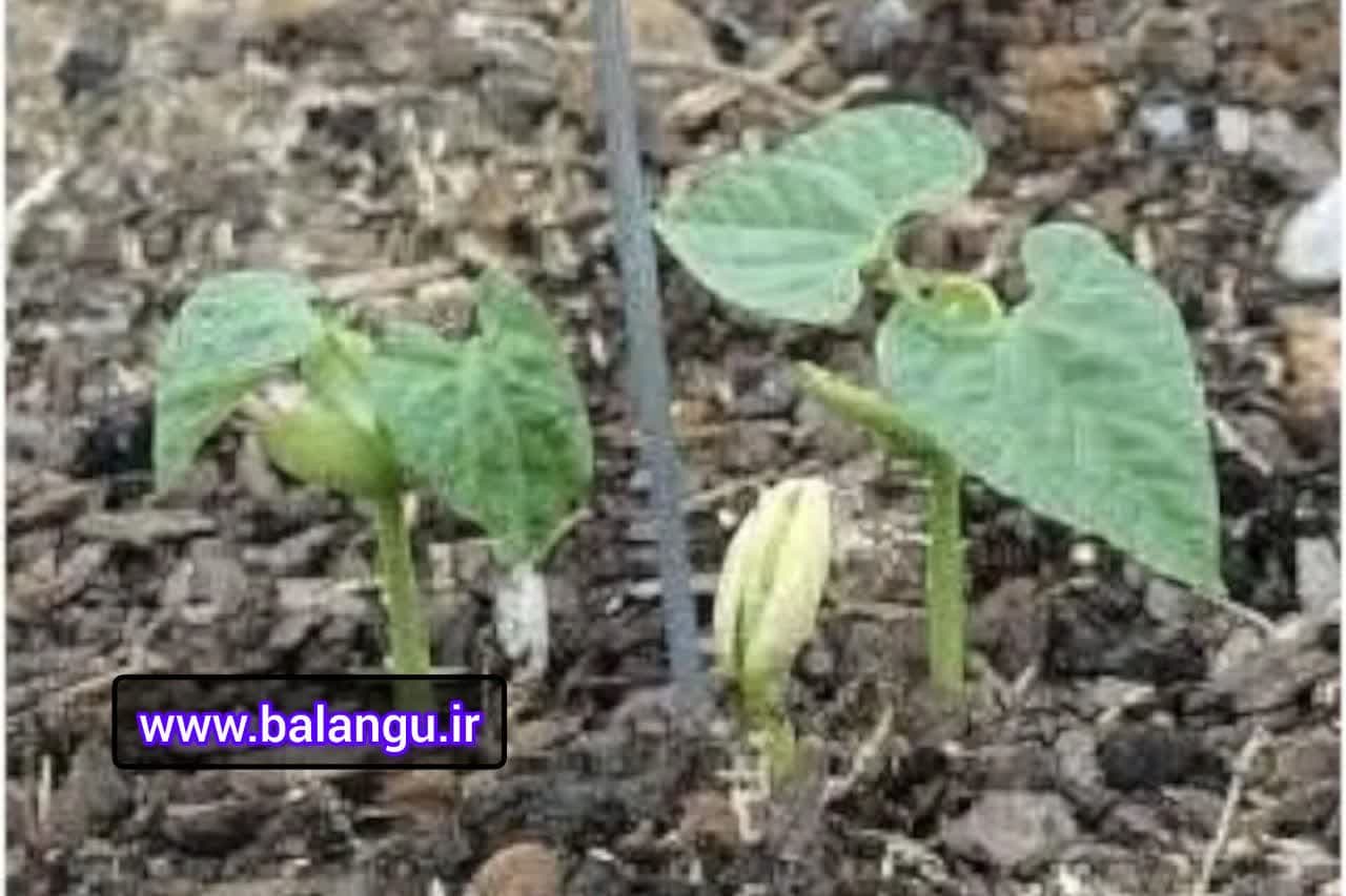 گیاه ریحان سبز