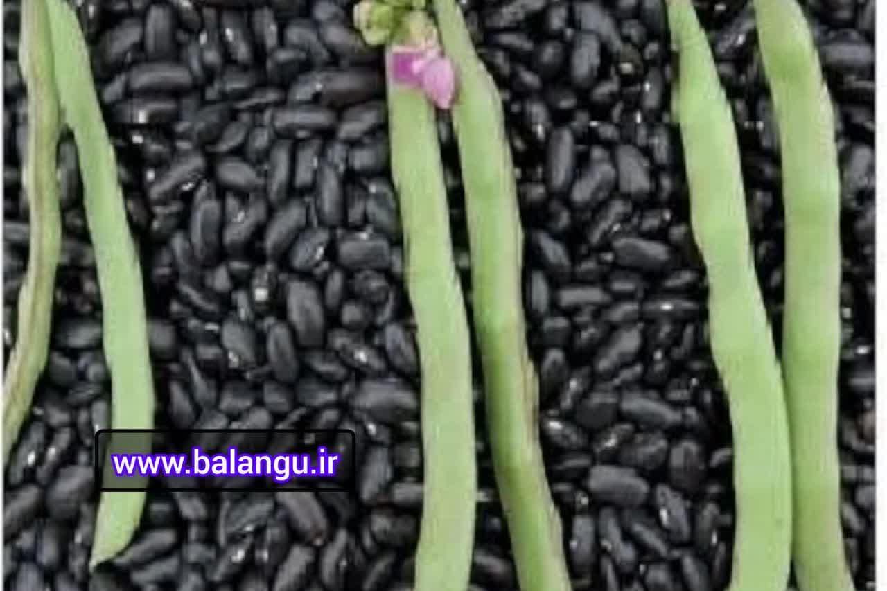 تخم ریحان افغانی